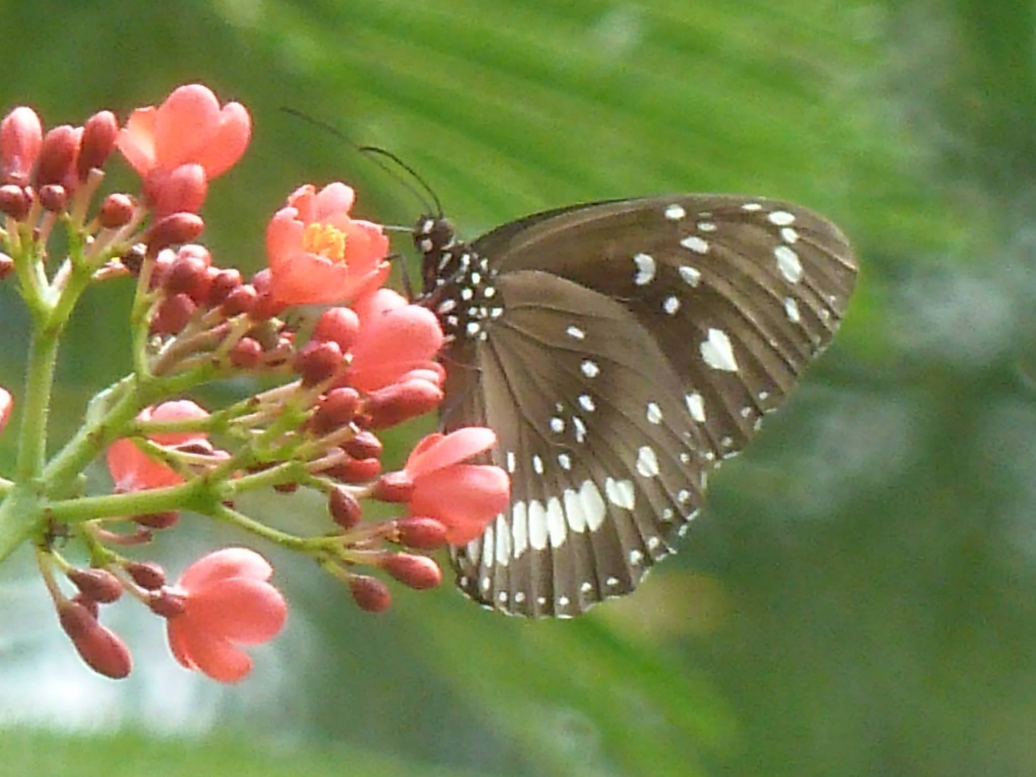 壁紙kupu kupu,蛾と蝶,バタフライ,昆虫,無脊椎動物,花