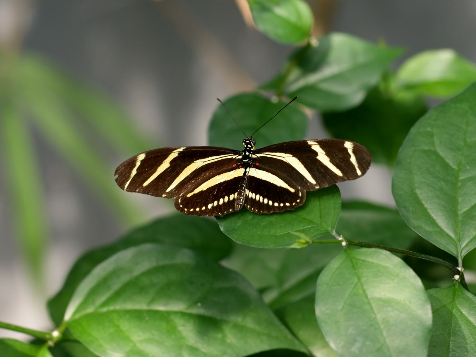 壁紙kupu kupu,バタフライ,昆虫,ゼブラロングウィング,蛾と蝶,無脊椎動物