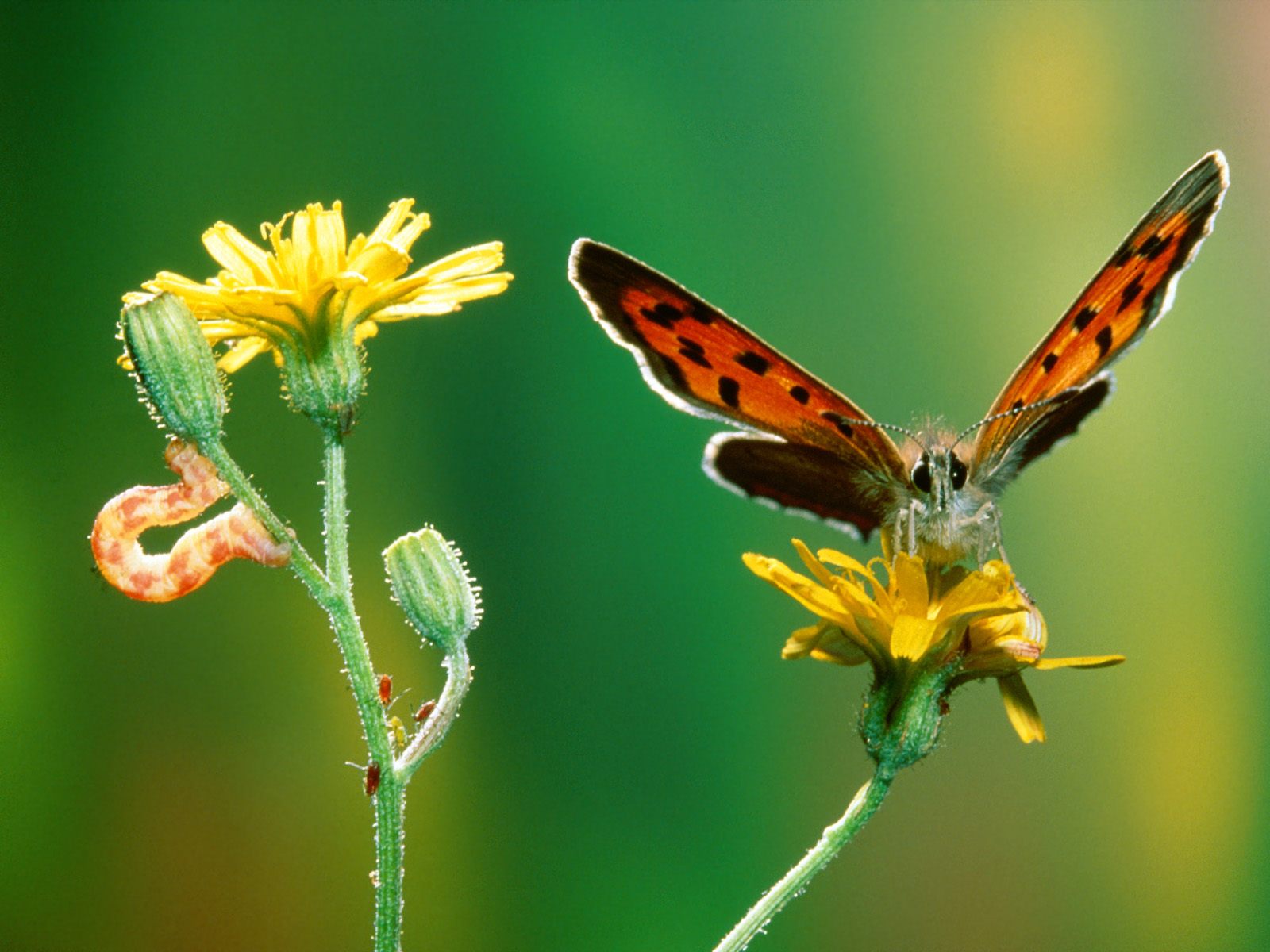 wallpaper kupu kupu,insect,butterfly,moths and butterflies,nature,invertebrate