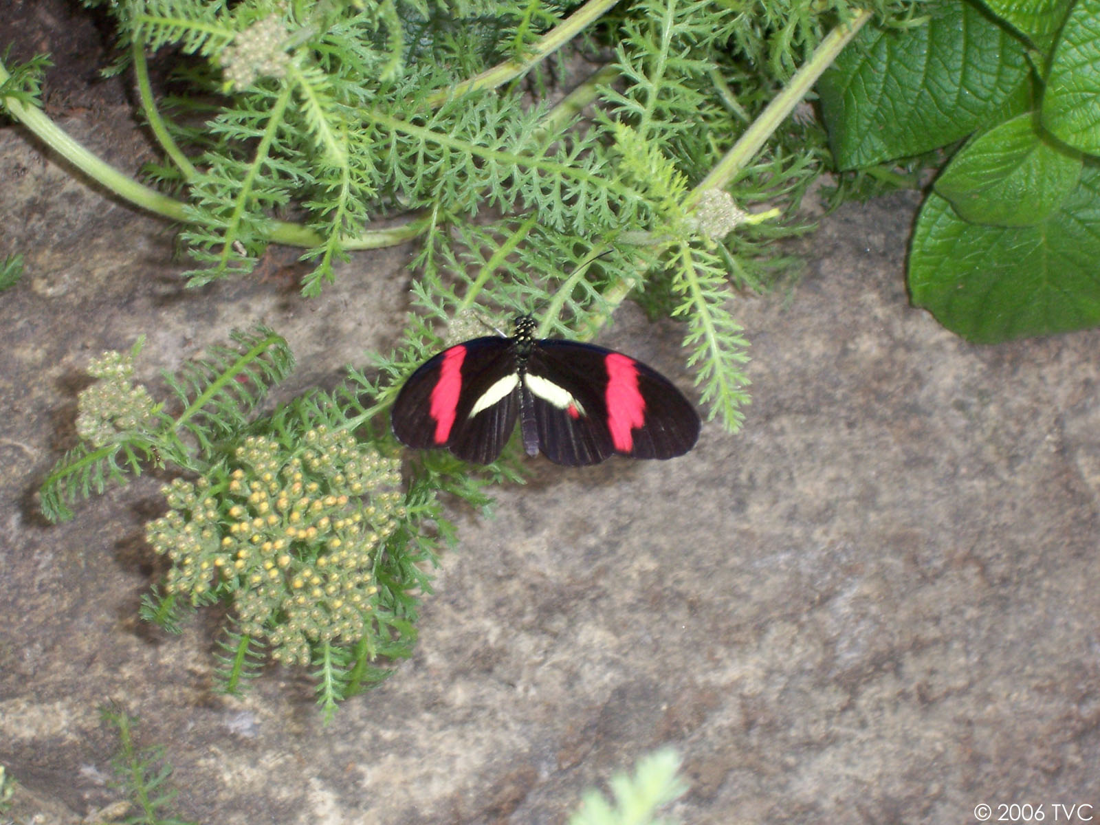 wallpaper kupu kupu,botany,plant,organism,leaf,butterfly