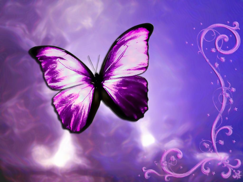 wallpaper kupu kupu,butterfly,violet,purple,insect,moths and butterflies