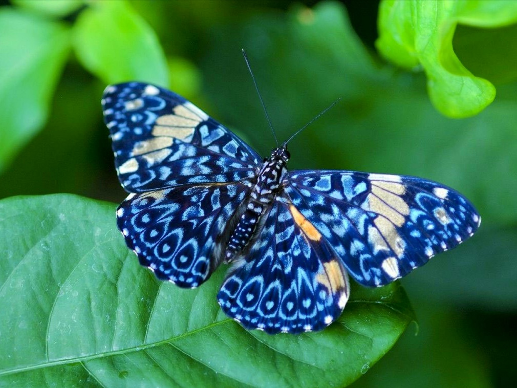 壁紙kupu kupu,蛾と蝶,バタフライ,昆虫,青い,無脊椎動物