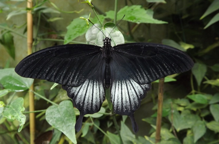 wallpaper kupu kupu,moths and butterflies,butterfly,insect,invertebrate,swallowtail butterfly