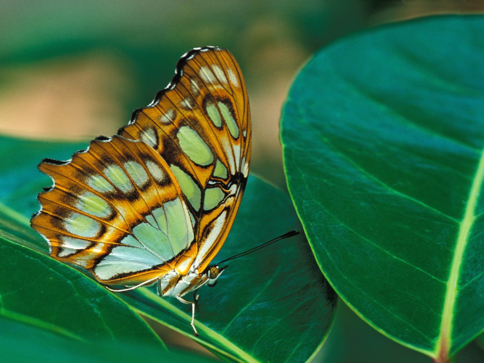 fondos de pantalla kupu kupu,polillas y mariposas,mariposa,insecto,mariposa con patas de cepillo,invertebrado