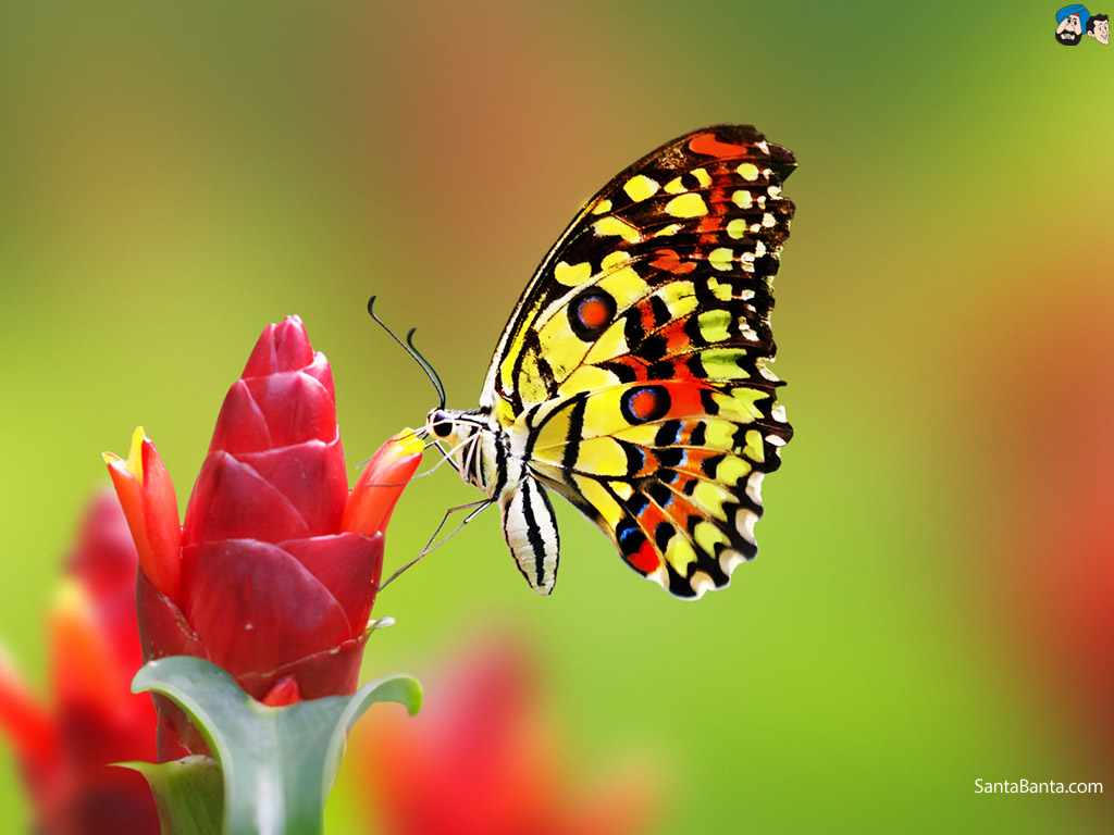 fond d'écran kupu kupu,papillons et papillons,papillon,insecte,macro photographie,invertébré