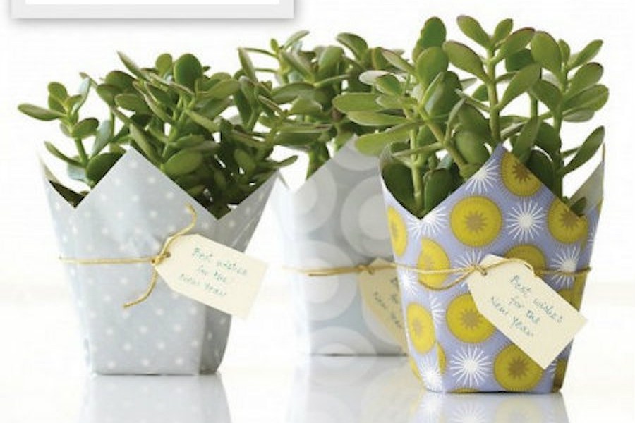 cara membuat wallpaper dinding dari kertas kado,flowerpot,plant,flower,wedding favors,party favor