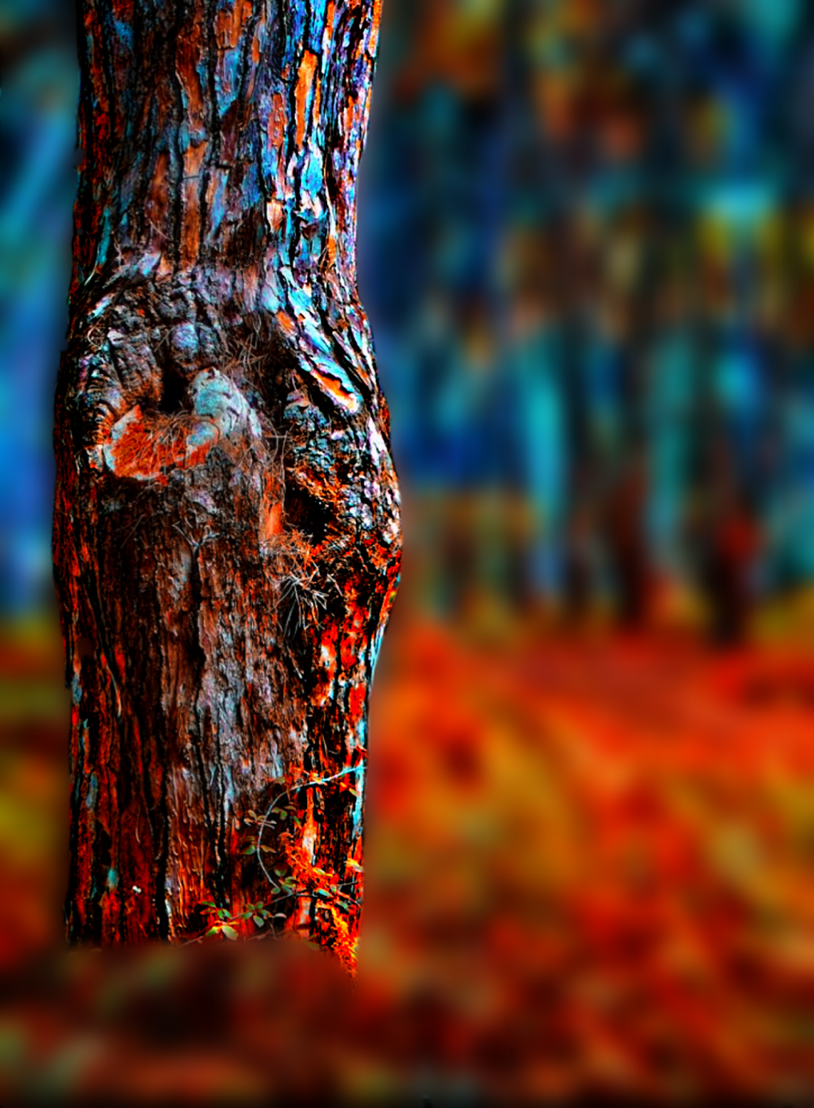 rk wallpaper,water,tree,orange,trunk,woody plant