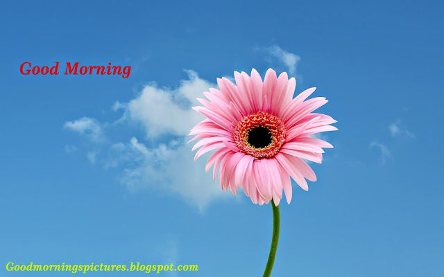 good morning ka wallpaper,flowering plant,barberton daisy,flower,sky,gerbera