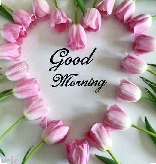 good morning ka wallpaper,pink,tulip,flower,petal,plant