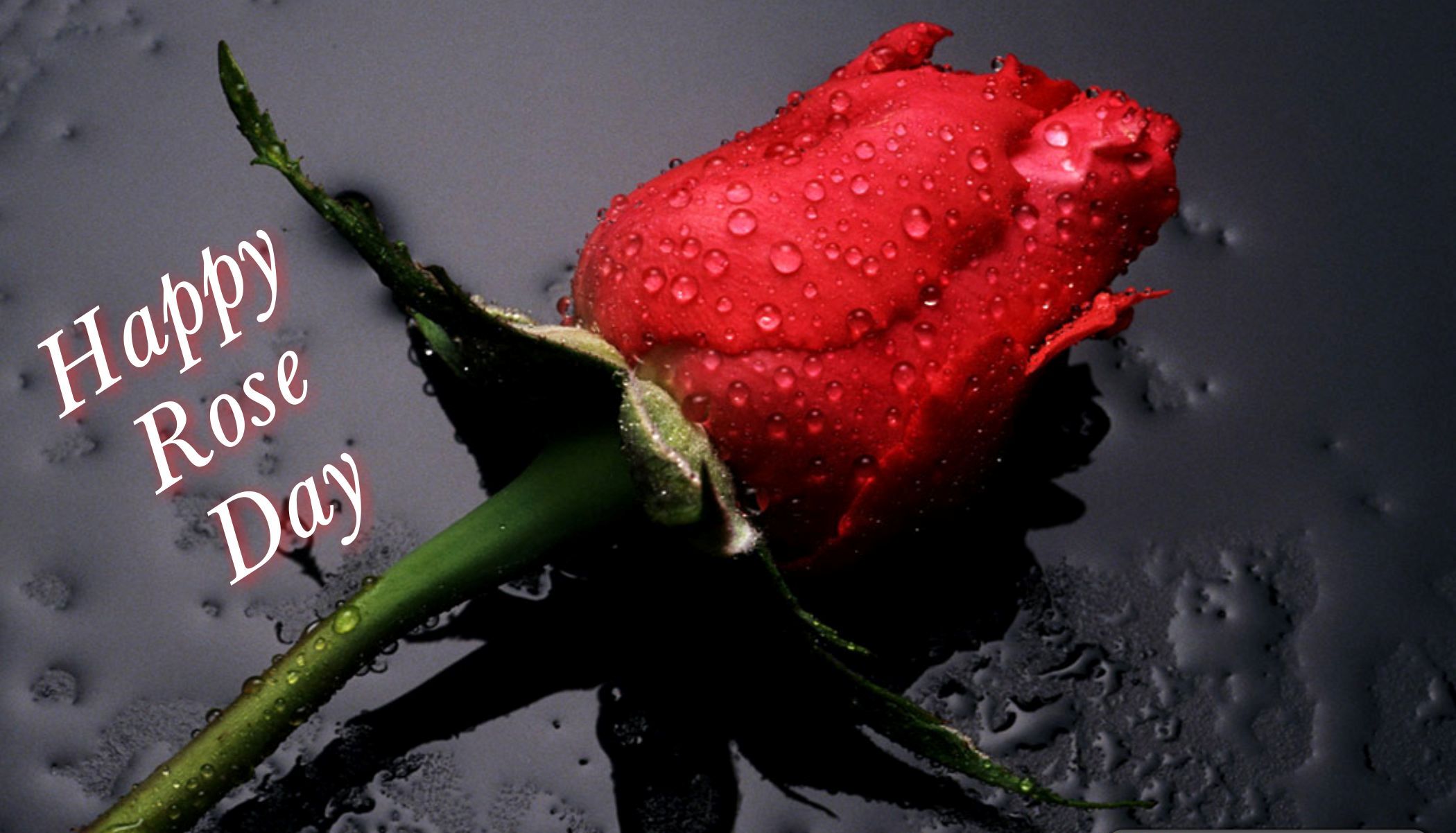 happy rose day wallpaper,water,red,garden roses,dew,moisture