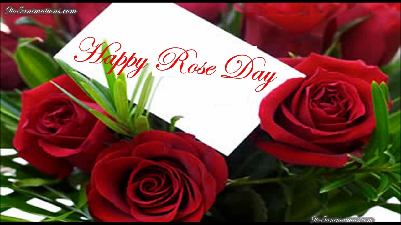 happy rose day wallpaper,blume,gartenrosen,rose,blütenblatt,rot
