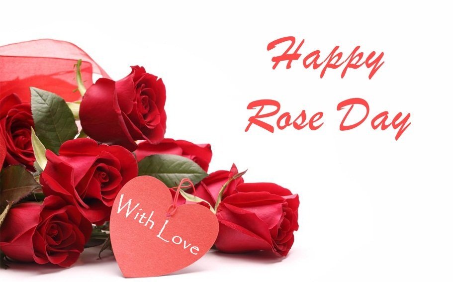 felice giorno di rose carta da parati,rosso,san valentino,rose da giardino,amore,rosa