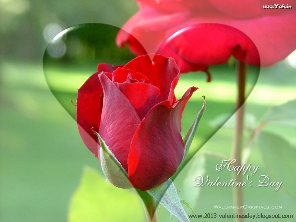 fond d'écran joyeux jour rose,plante à fleurs,fleur,pétale,rouge,plante