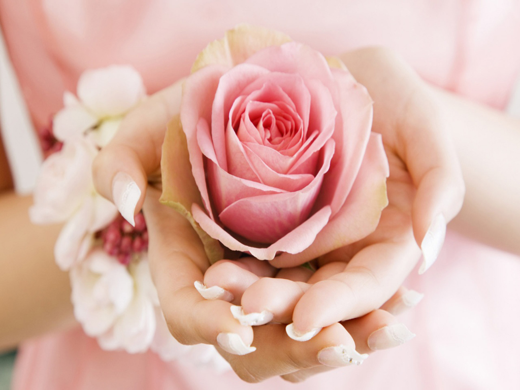 happy rose day wallpaper,pink,flower,garden roses,petal,rose