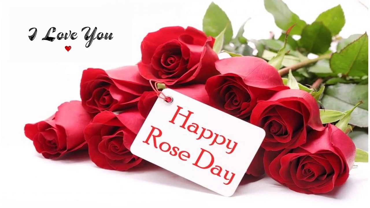 happy rose day wallpaper,gartenrosen,blume,rot,rose,rosa