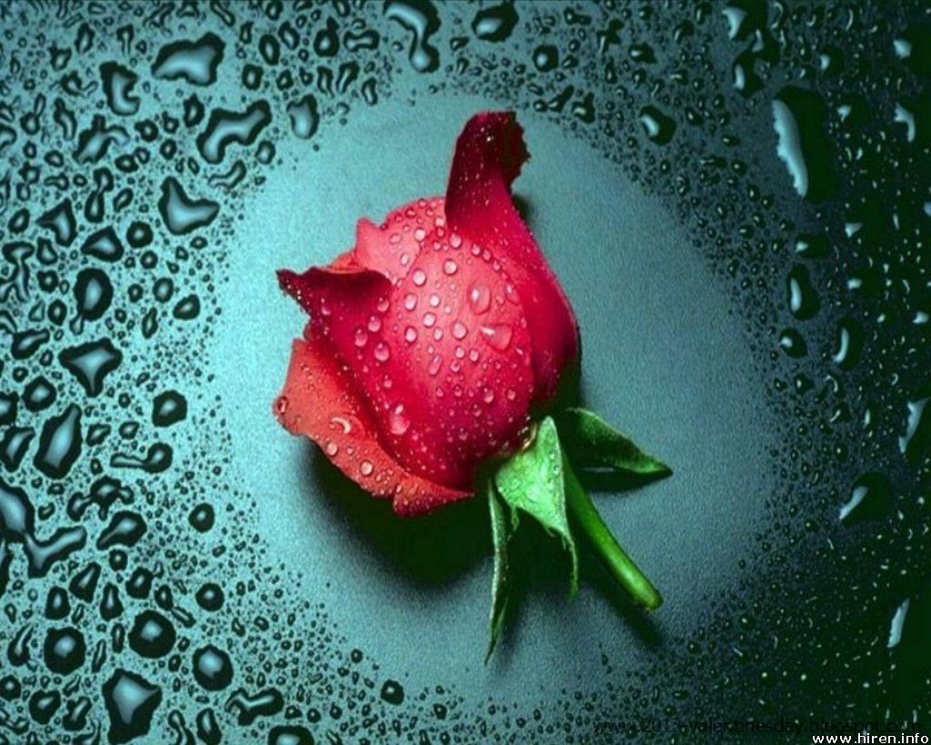 happy rose day wallpaper,red,pink,petal,rose,garden roses