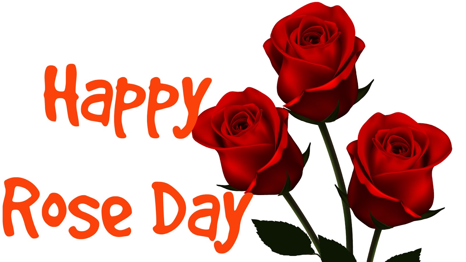 happy rose day wallpaper,gartenrosen,rose,rot,blume,schnittblumen