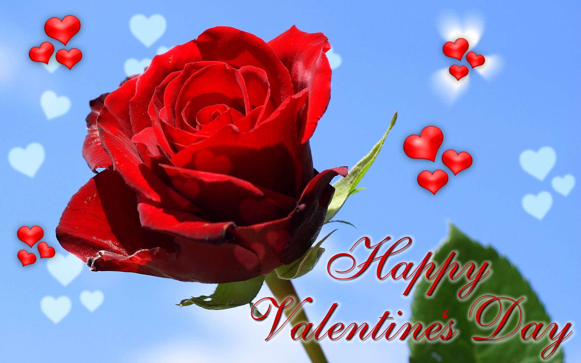 happy rose day wallpaper,garden roses,flower,red,rose,petal