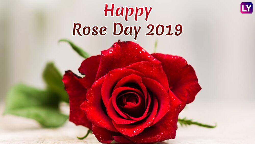 happy rose day wallpaper,gartenrosen,rot,rose,blume,blütenblatt