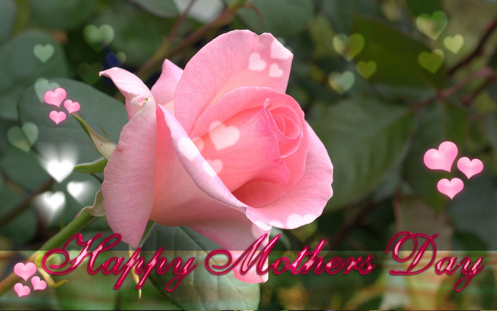 幸せなバラの日の壁紙,花,開花植物,花弁,ピンク,工場