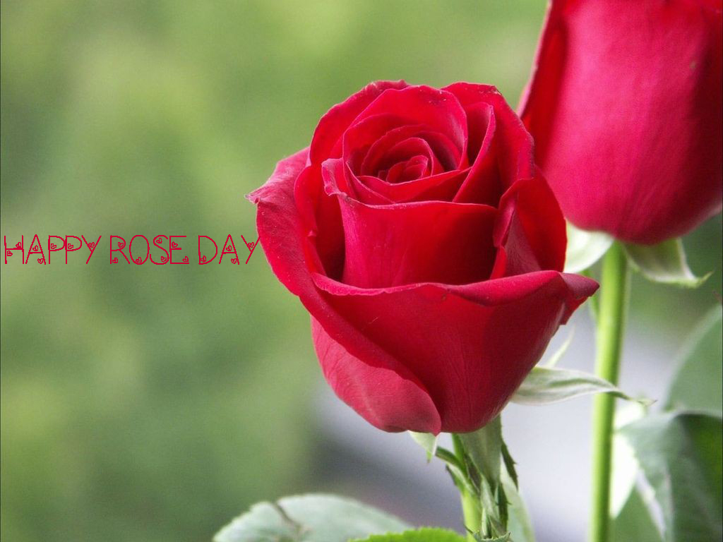 happy rose day wallpaper,flower,flowering plant,garden roses,petal,rose