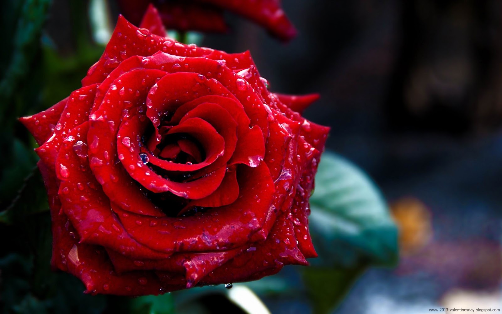 happy rose day wallpaper,flower,garden roses,red,flowering plant,rose