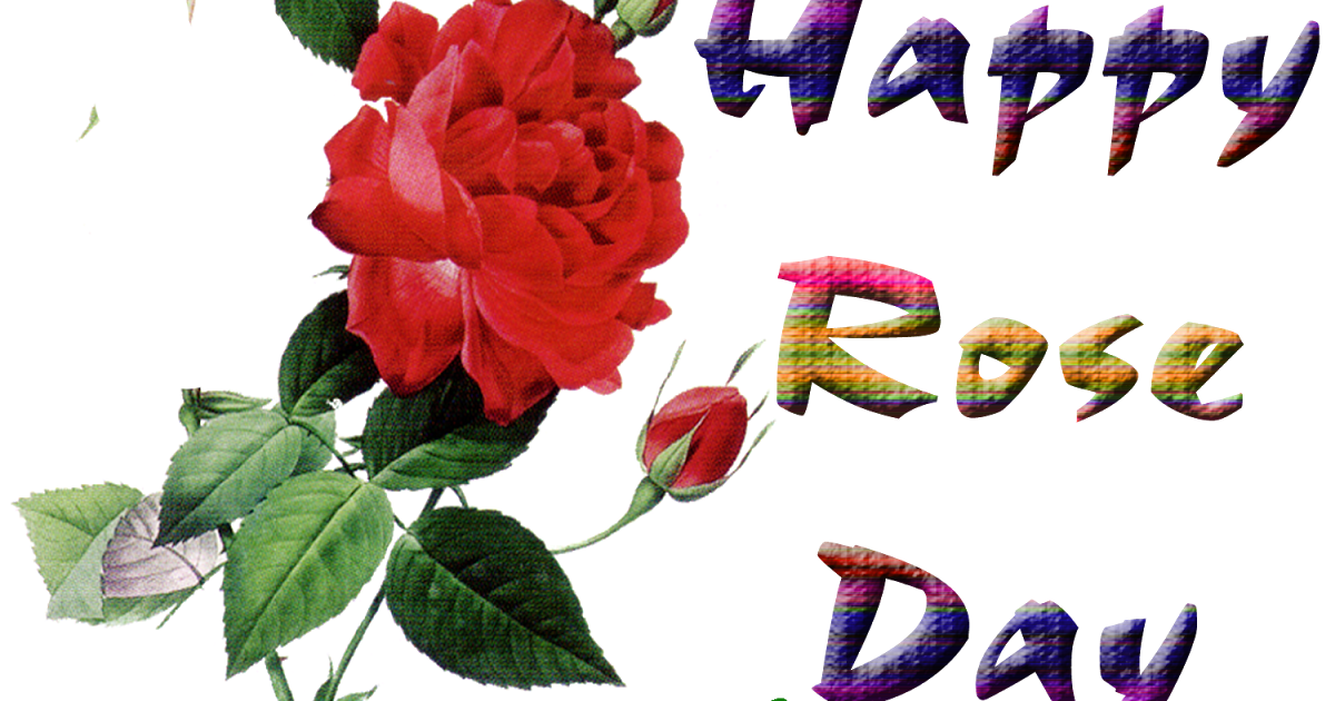 happy rose day wallpaper,flower,flowering plant,pink,petal,red