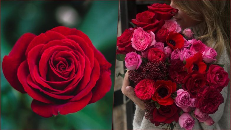 felice giorno di rose carta da parati,fiore,pianta fiorita,rose da giardino,rosso,mazzo