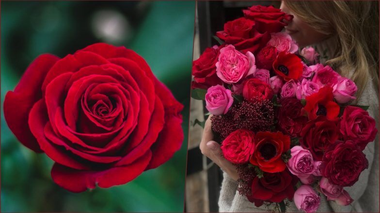 feliz día de la rosa fondo de pantalla,flor,planta floreciendo,rosas de jardín,rojo,ramo de flores