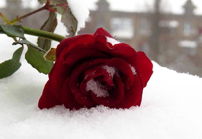 fond d'écran joyeux jour rose,rouge,roses de jardin,fleur,rose,pétale