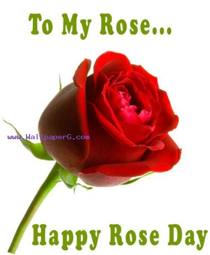 happy rose day wallpaper,red,garden roses,rose,flower,rose family