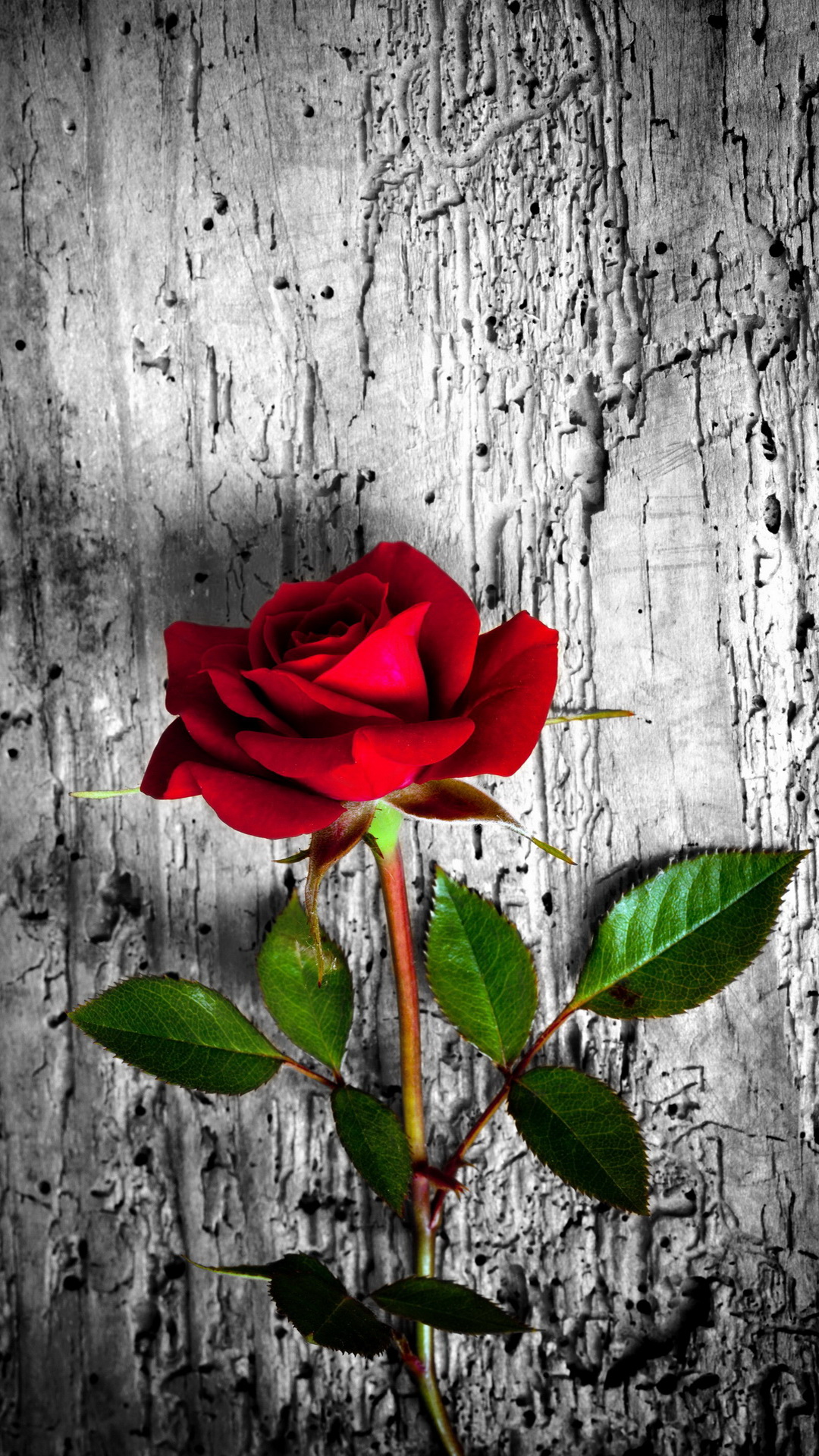 happy rose day wallpaper,red,flower,petal,rose,plant