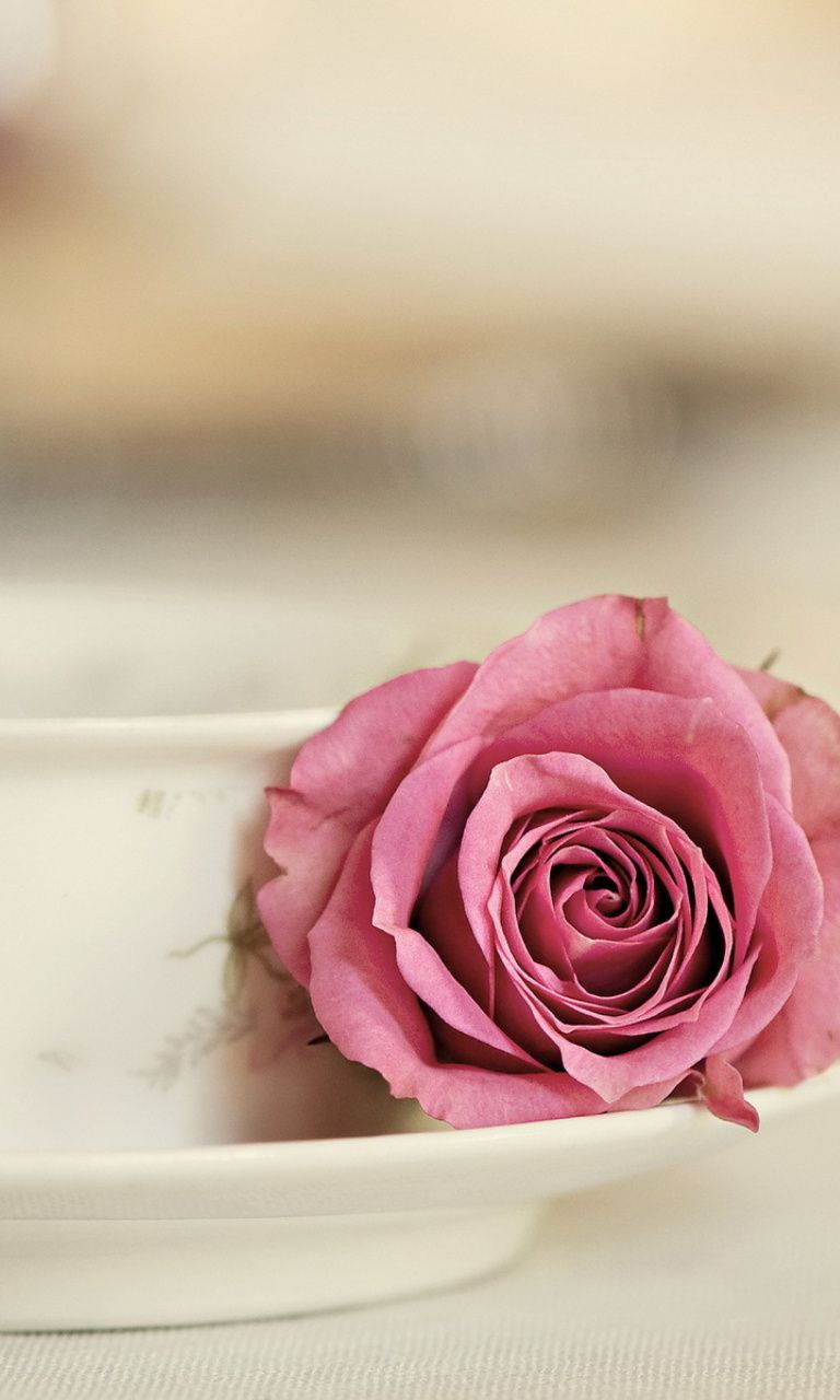 happy rose day wallpaper,pink,garden roses,rose,flower,petal