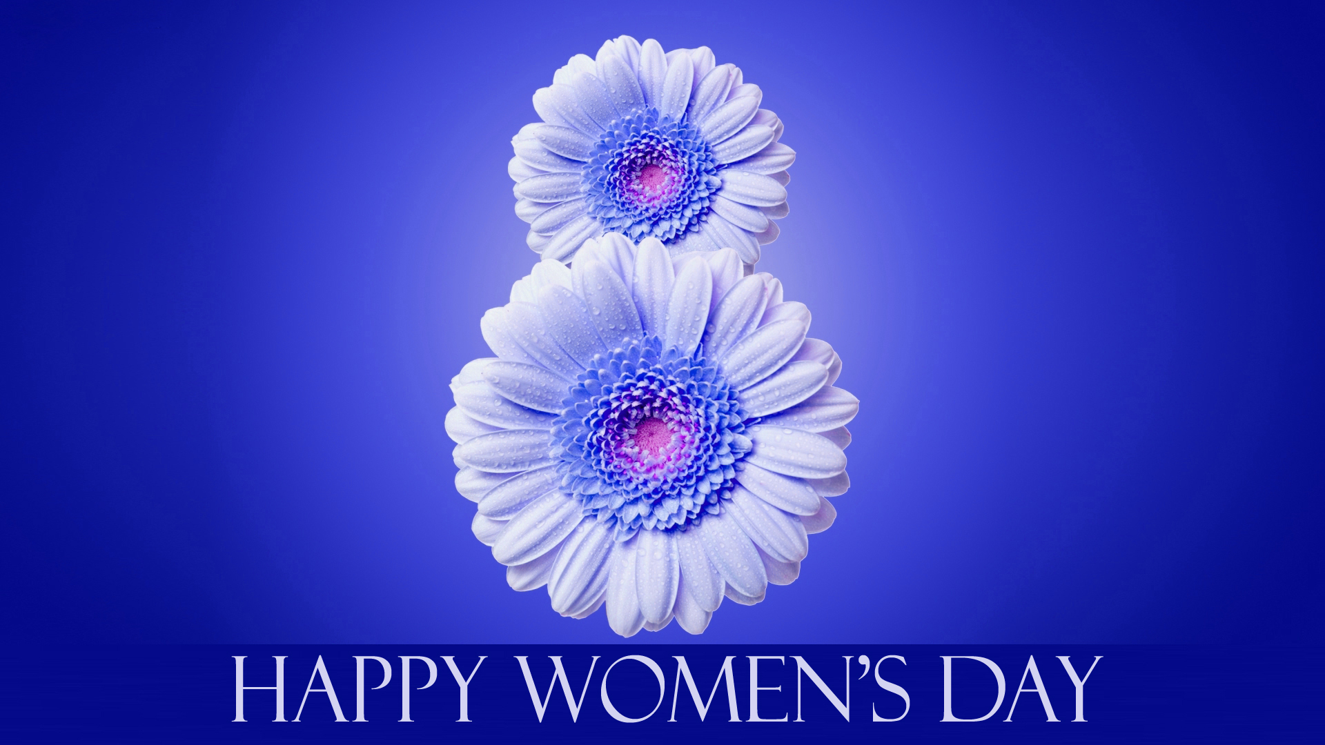 fondo de pantalla del día de las mujeres,flor,fuente,texto,pétalo,gerbera