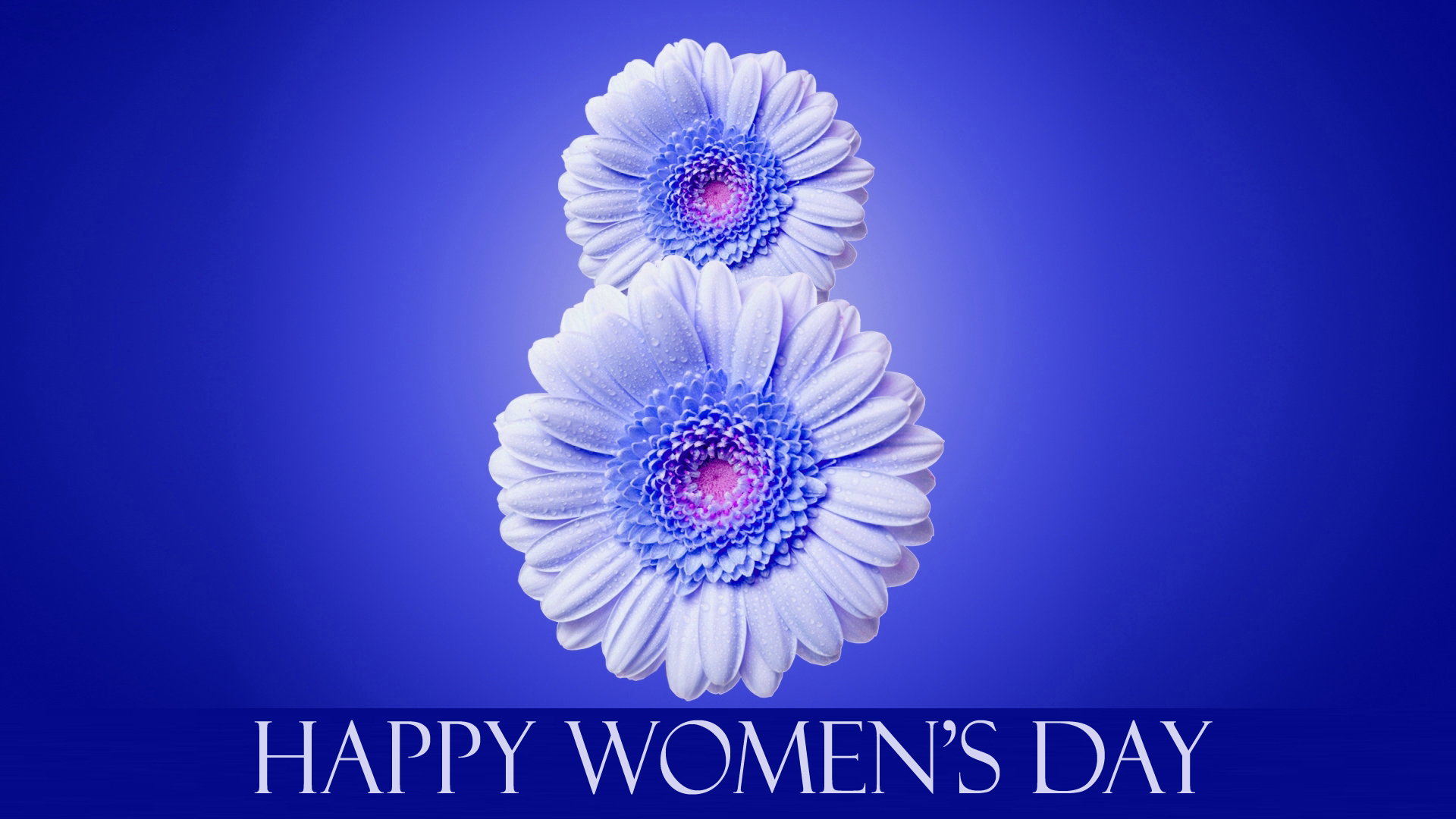 womens day wallpaper,flower,font,text,petal,gerbera