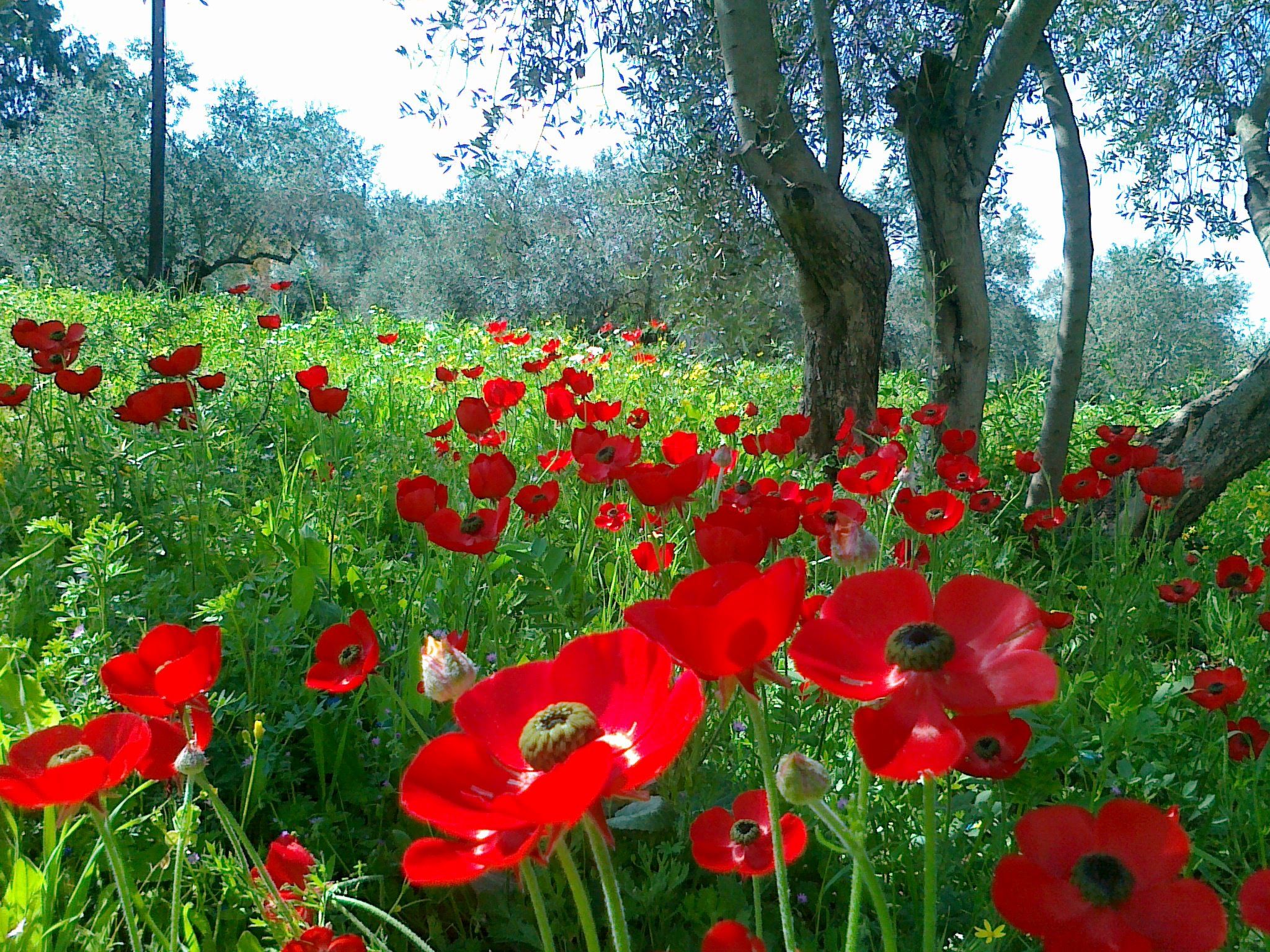 wallpaper hd nature flower,flower,natural landscape,poppy,red,coquelicot