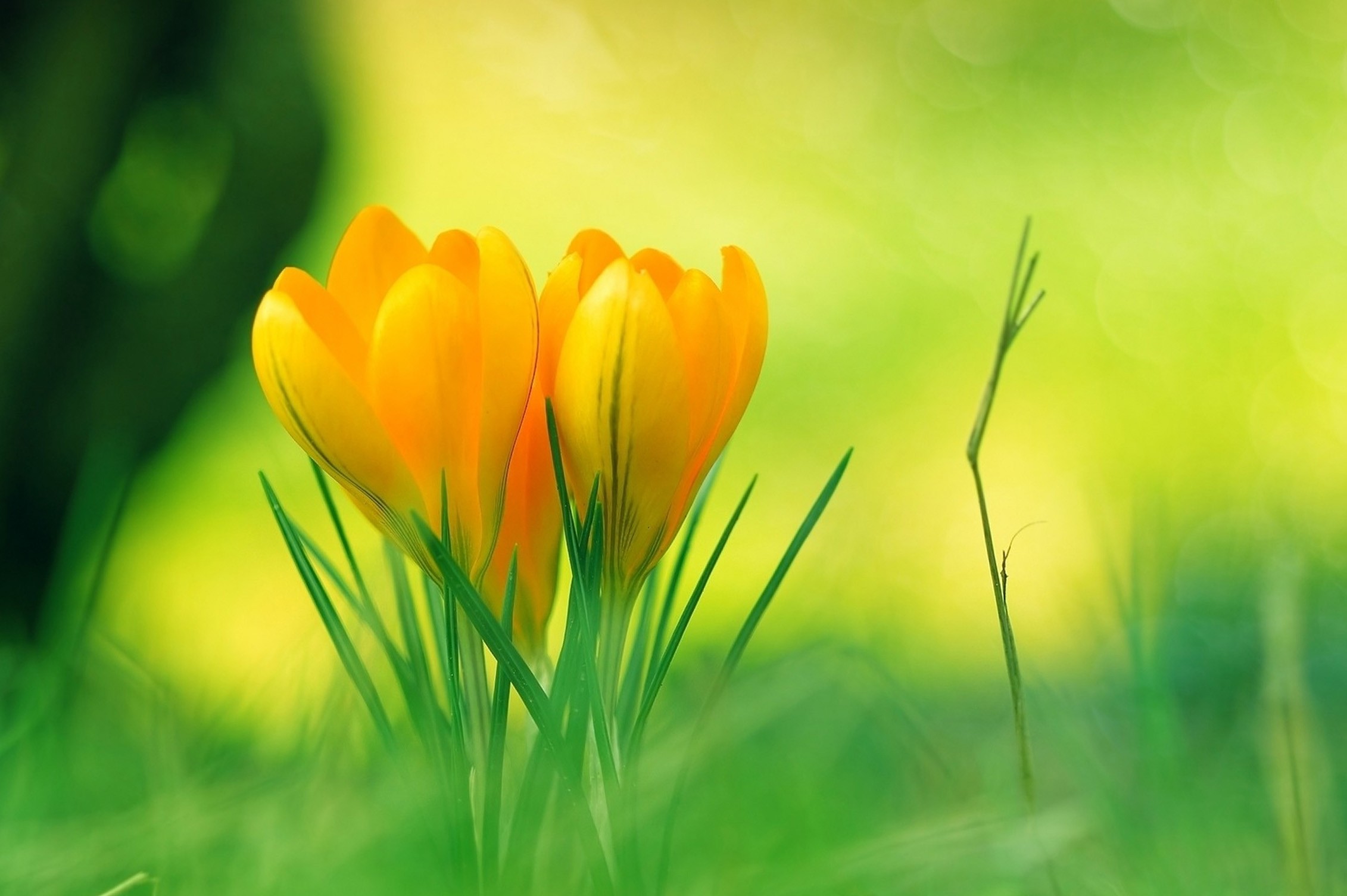 wallpaper hd nature flower,flower,green,petal,grass,yellow