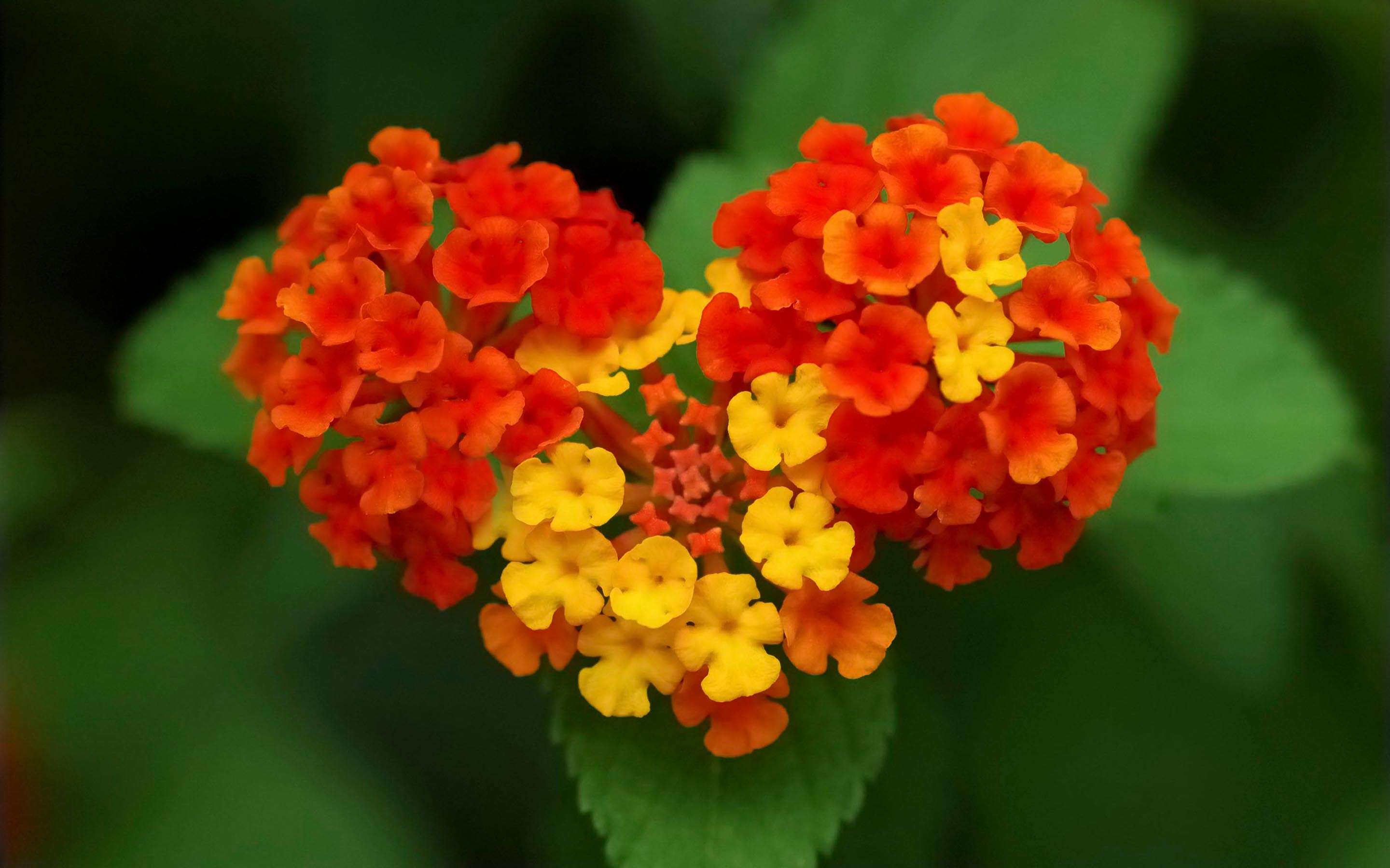 fond d'écran hd nature fleur,fleur,plante à fleurs,lantana camara,plante,pétale