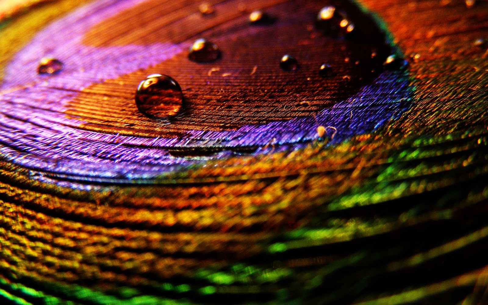 creative wallpaper,feather,green,purple,close up,colorfulness