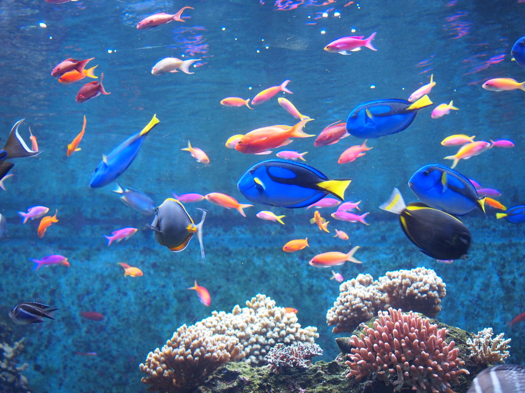 fond d'écran holi hd 1080p,récif de corail,poisson,biologie marine,poissons de récifs coralliens,récif