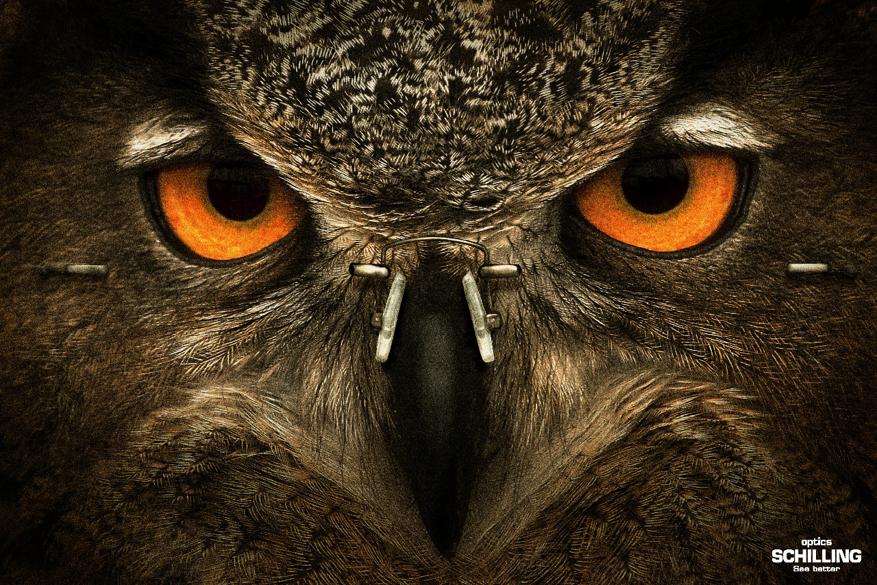 buho wallpaper,owl,western screech owl,eastern screech owl,bird of prey,bird