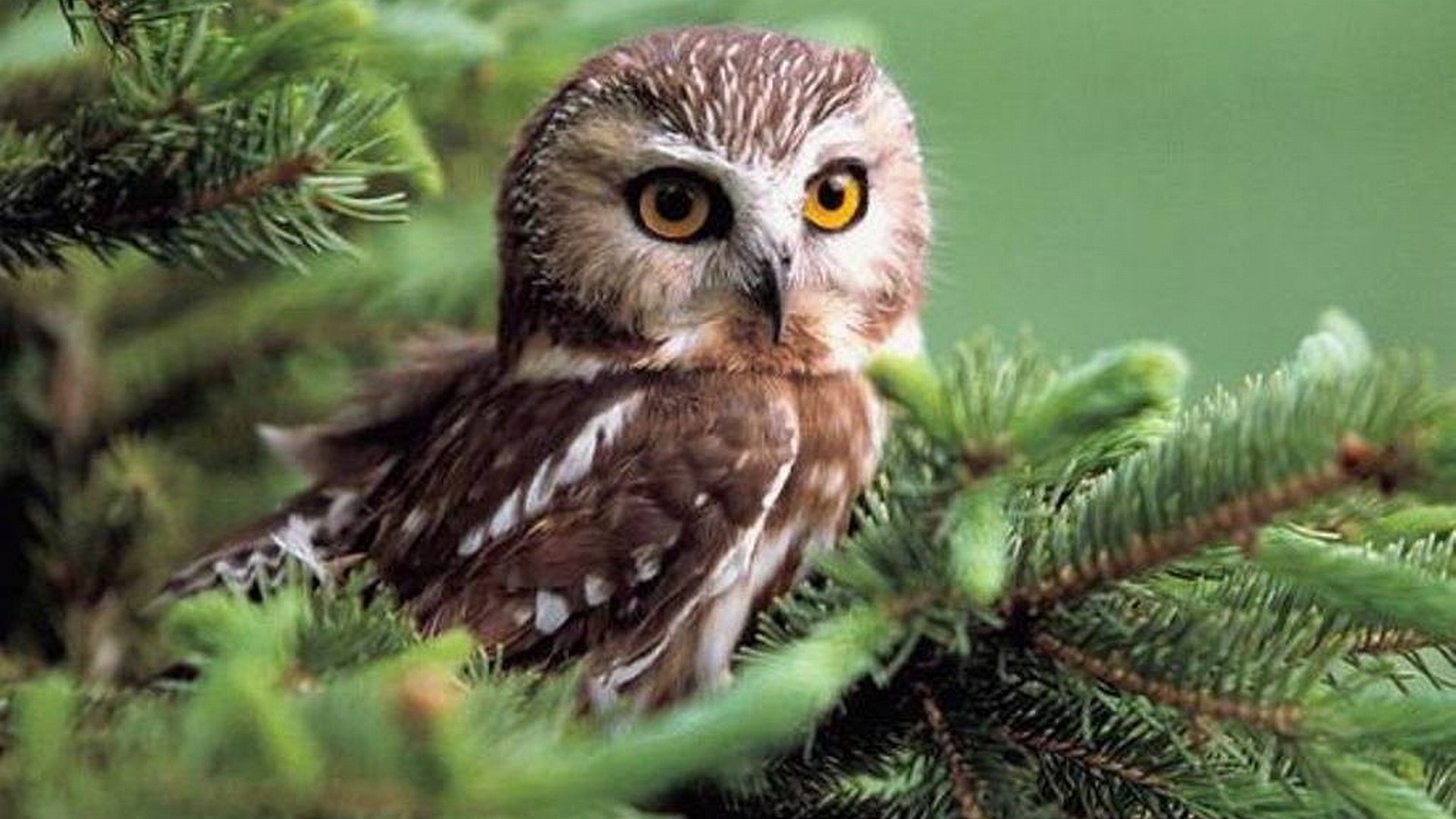 fond d'écran buho,hibou,oiseau,oiseau de proie,œil,faune