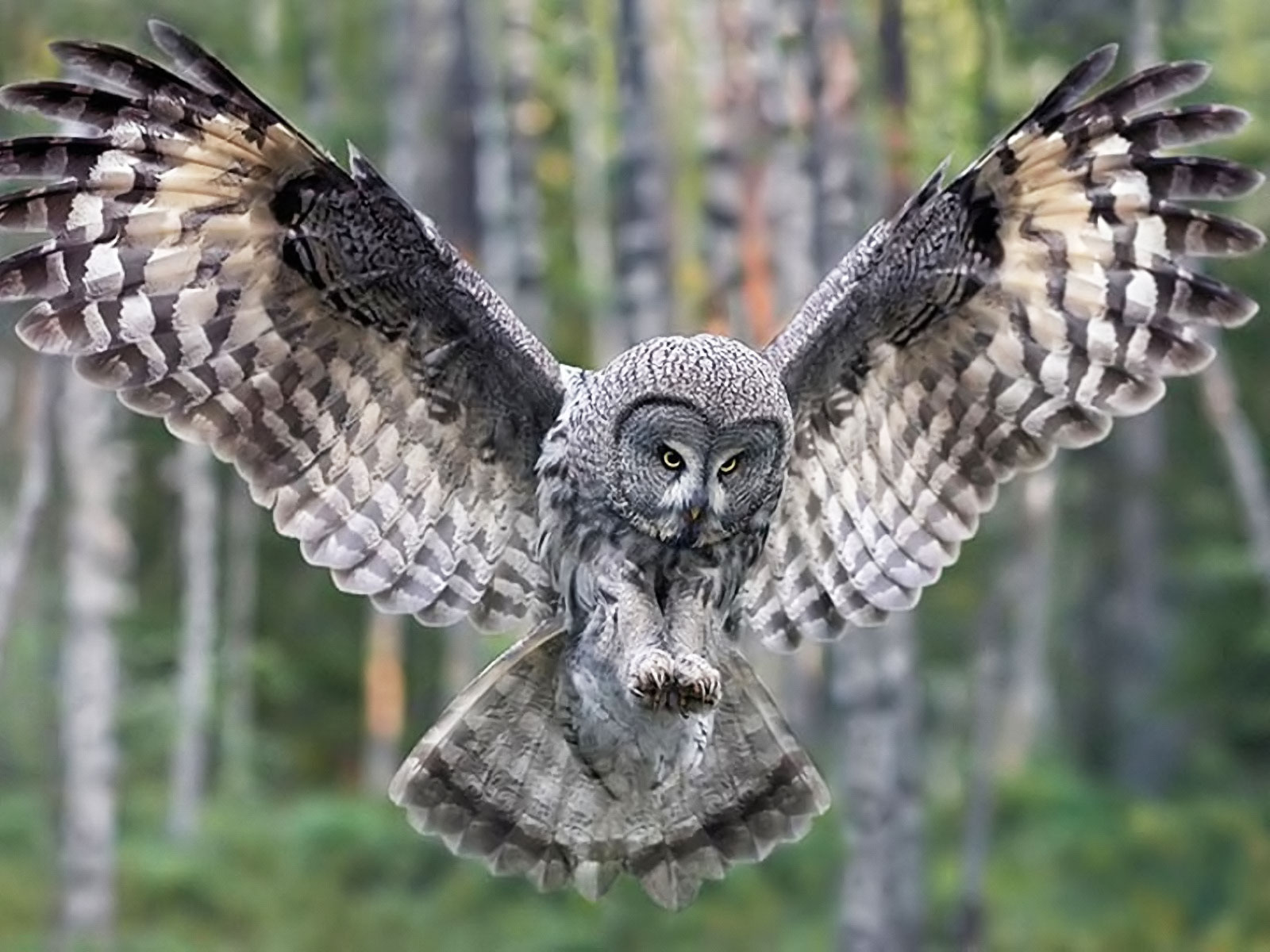 buho wallpaper,owl,great grey owl,vertebrate,bird,bird of prey