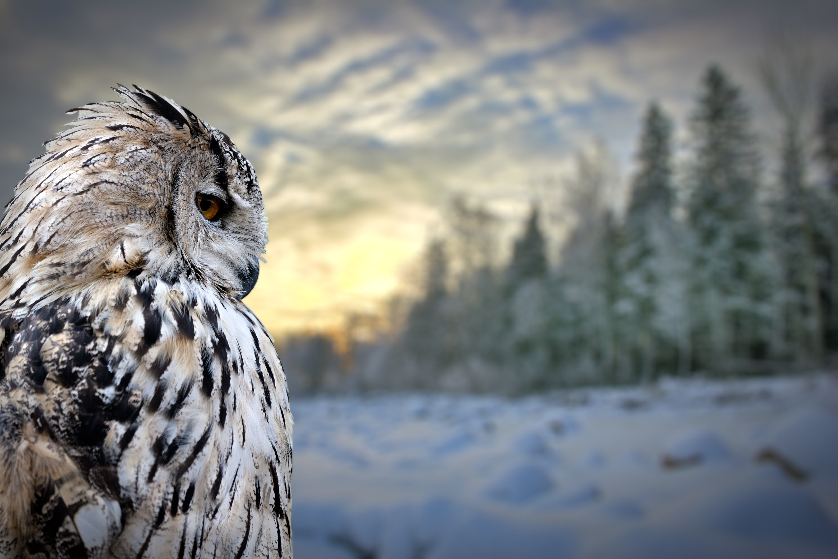 fond d'écran buho,hibou,oiseau,oiseau de proie,la nature,faune