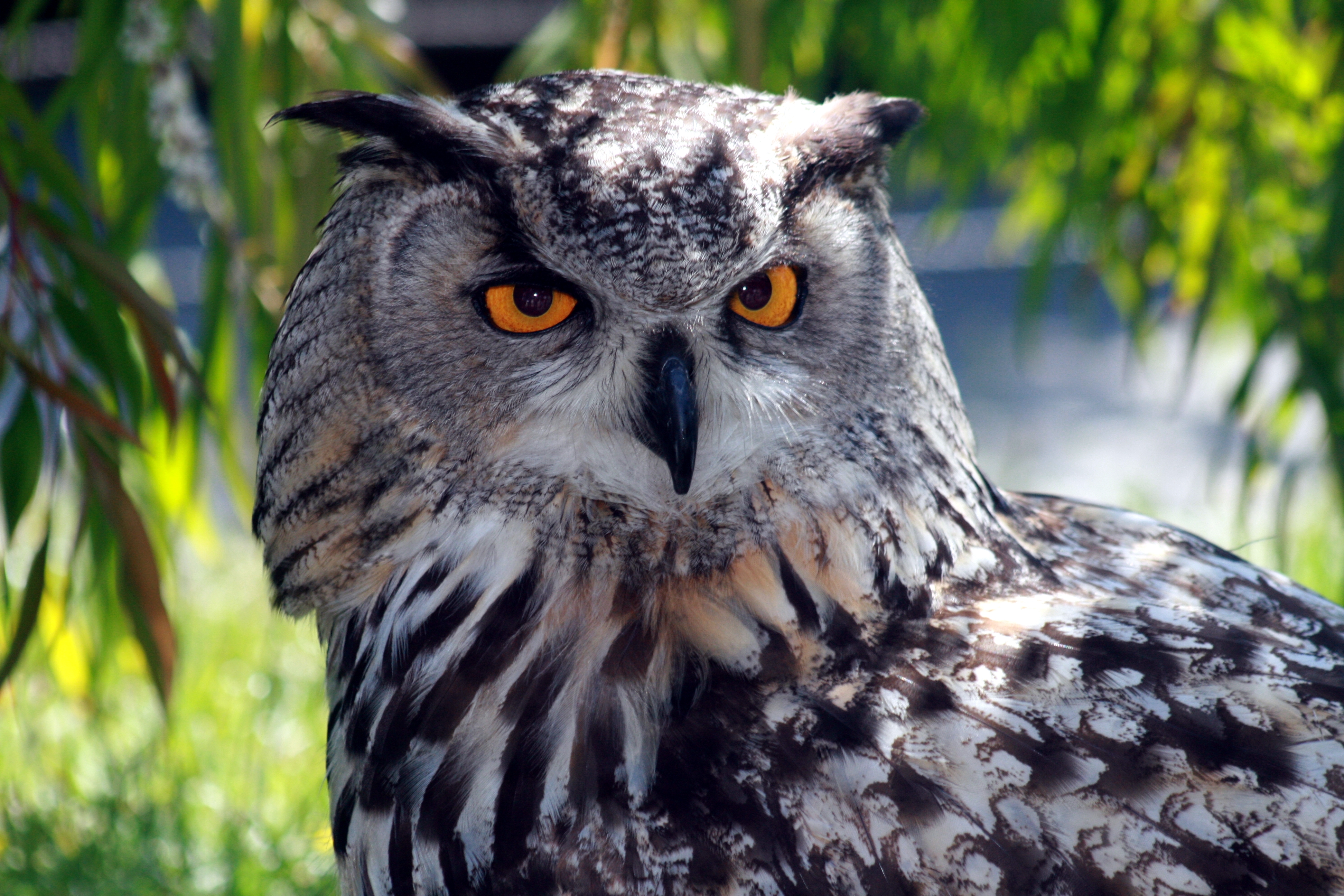 buho tapete,vogel,eule,raubvogel,natur,tierwelt