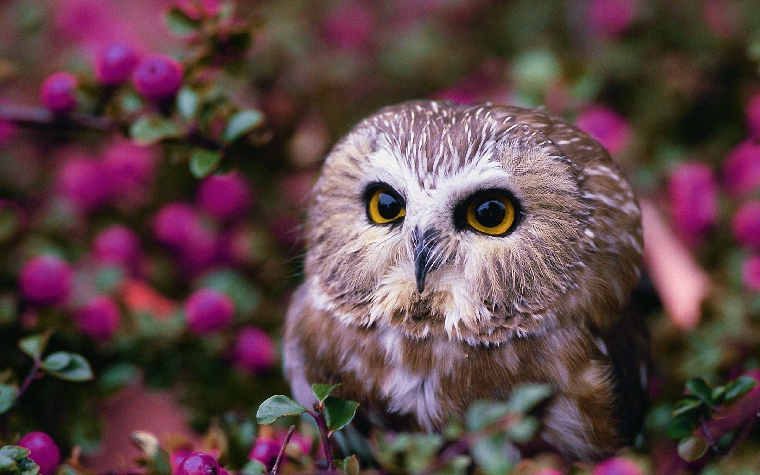 fond d'écran buho,hibou,oiseau de proie,oiseau,rose,faune