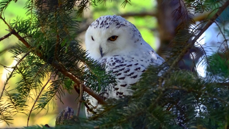 fondo de pantalla de buho,búho,pájaro,buho nevado,ave de rapiña,fauna silvestre