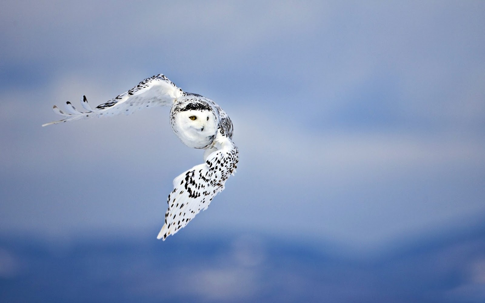 武保壁紙,シロフクロウ,フクロウ,鳥,猛禽,空