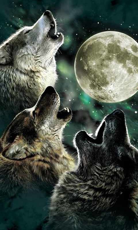 빛나는 라이브 벽지,늑대,달,천체,야생 동물,우주