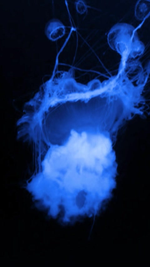 glowing live wallpaper,electric blue,blue,smoke,sky,organism